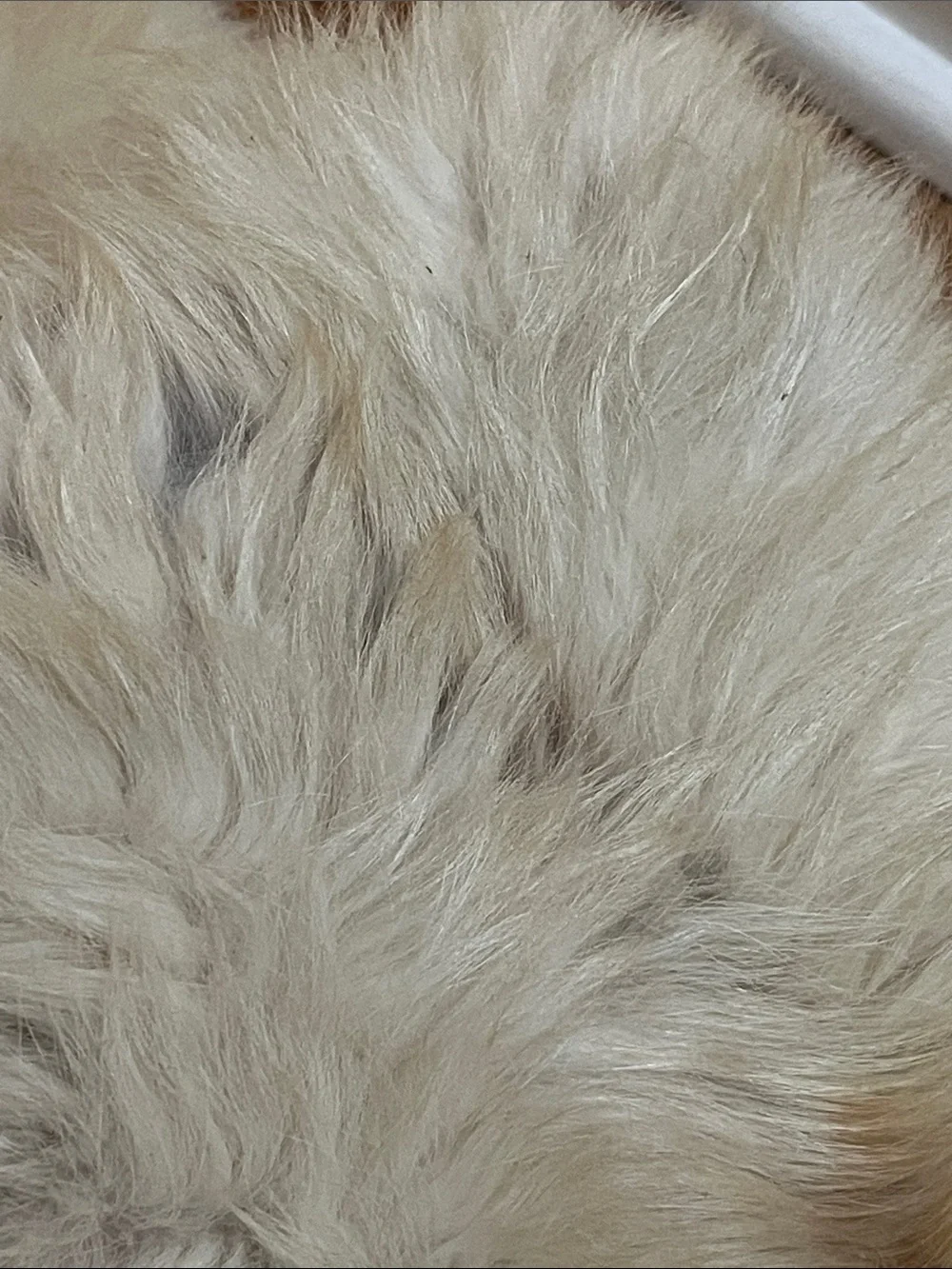 Genuine Fox Fur Wrap - Long